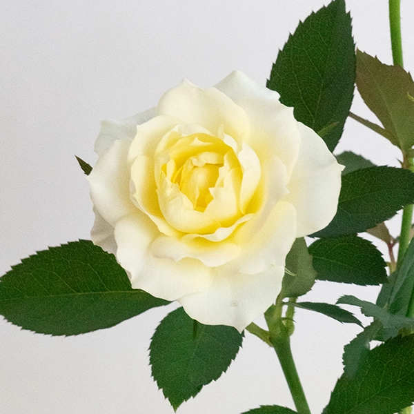 品種名COMING SOON